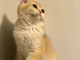 British Shorthair Ny12 Dişi