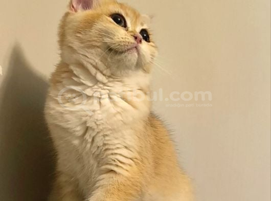 British Shorthair Ny12 Dişi görsel