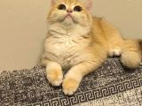 British shorthair ny12 dişi