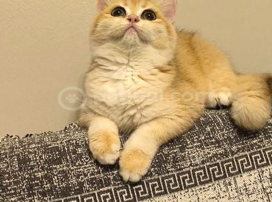 British shorthair ny12 dişi
