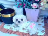 Beyaz Maltese Terri̇er Ci̇nsleri̇