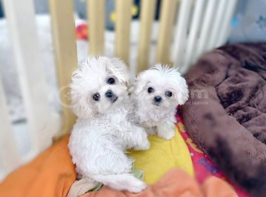 Beyaz Maltese Terri̇er Ci̇nsleri̇ görsel