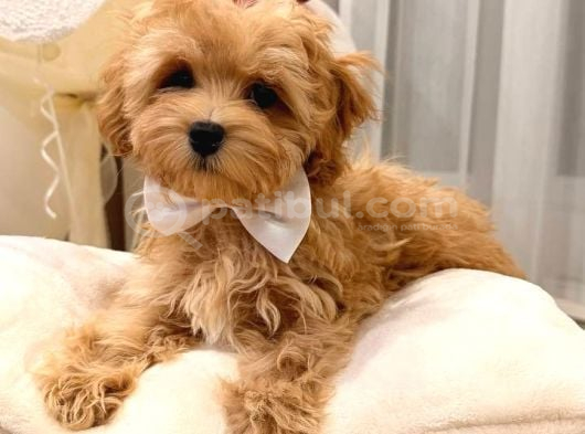 Kahve Tonlu Malti̇poo Ci̇nsi̇ Yavrular görsel