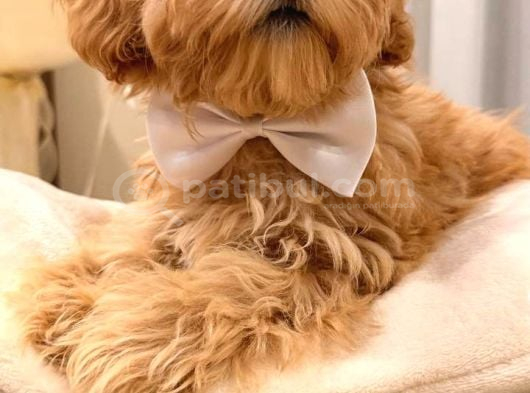 Kahve Tonlu Malti̇poo Ci̇nsi̇ Yavrular  görsel