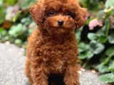 Kipkirmizi Toy Poodle Sevi̇mli̇ Yavrular