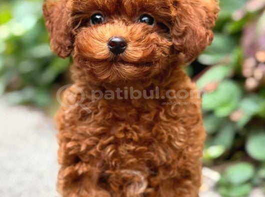 Kipkirmizi Toy Poodle Sevi̇mli̇ Yavrular görsel