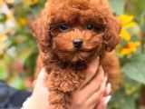 RED TOY POODLE SEVİMLİ YAVRULAR