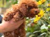 Sevi̇mli̇ Toy Poodle Yavrumuz