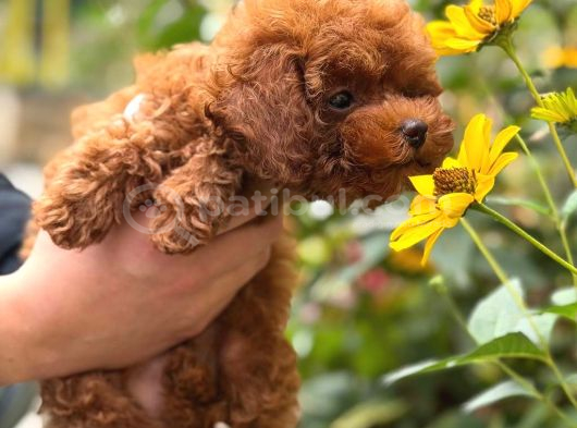 Sevi̇mli̇ Toy Poodle Yavrumuz görsel