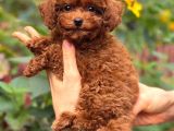 Sevi̇mli̇ Toy Poodle Yavrumuz