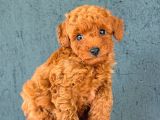 BRAW KIPKIRMIZI TOY POODLE CİNSİ YAVRULAR