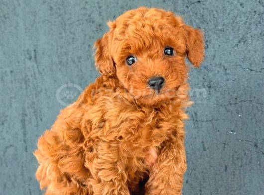 BRAW KIPKIRMIZI TOY POODLE CİNSİ YAVRULAR