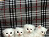 Bi̇rbi̇ri̇nden Güzel Yavrularimiz Yeni̇ Ai̇lesi̇ Ariyor