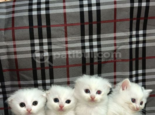 Bi̇rbi̇ri̇nden Güzel Yavrularimiz Yeni̇ Ai̇lesi̇ Ariyor görsel