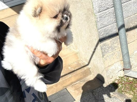 Üst Düzey Pomerani̇an Yavrularimiz Hazir görsel