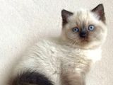 Deniz Gözlü Chocolate Point British Shorthair