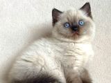 Deniz gözlü chocolate point british shorthair