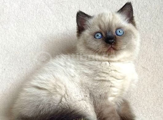 Deniz Gözlü Chocolate Point British Shorthair