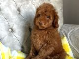 Renkli Göz Pembe Burun Özel Üretim Poodle Yavrumuz