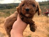 Kali̇teli̇ Malti̇poo Yavrularimiz