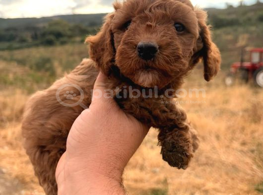 Kali̇teli̇ Malti̇poo Yavrularimiz görsel