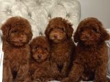 Red Brown Aşili Poodle Yavrularimiz