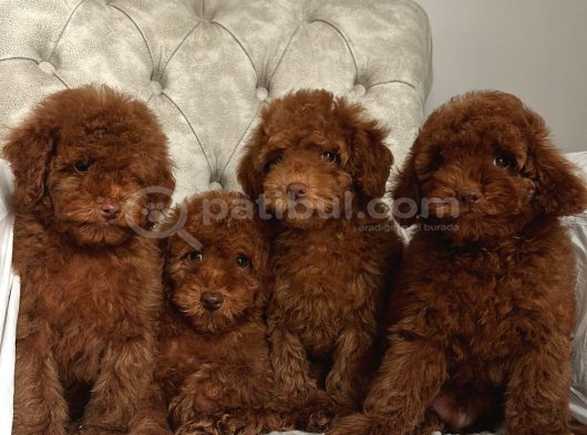 Red Brown Aşili Poodle Yavrularimiz görsel