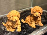 Toy Poodle Yavrularımız Hazır