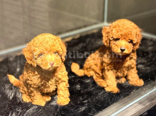 Toy Poodle Yavrularımız Hazır görsel