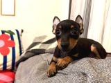 Mini Boy Pincher