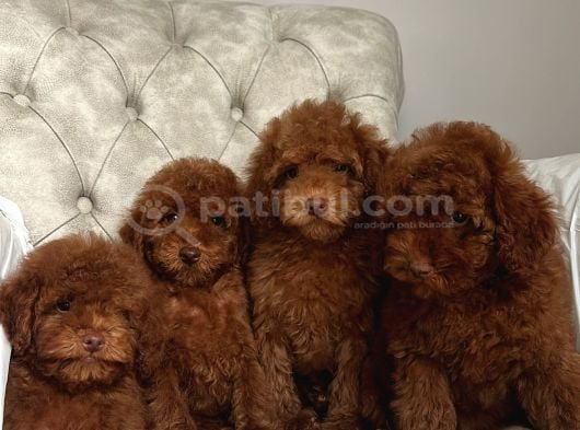 Red Brown Aşili Poodle Yavrularimiz görsel