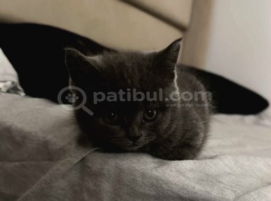 Kum Eği̇ti̇mli̇ Safkan Bebekler görsel