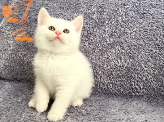 Beyaz Pamuğumuz Yeni̇ Ai̇lesi̇ni̇ Ariyor