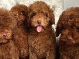 Red Brown Aşili Poodle Yavrularimiz