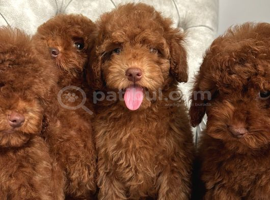 RED BROWN AŞILI POODLE YAVRULARIMIZ