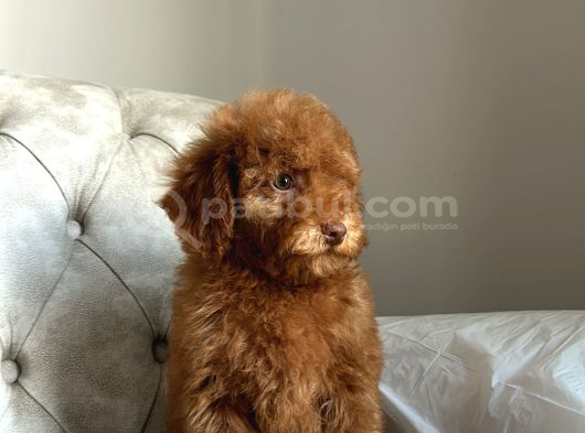 Renkli Göz Pembe Burun Özel Üretim Poodle Yavrumuz görsel