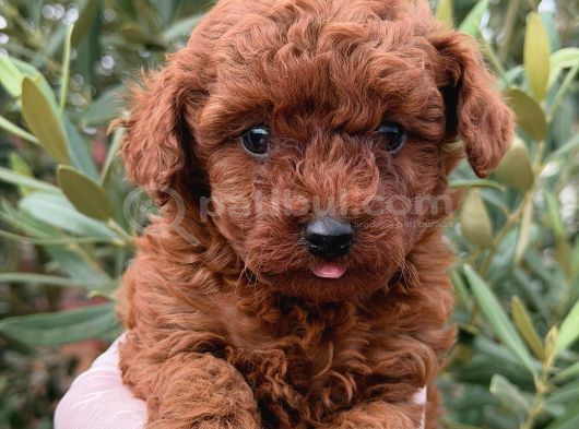 Safkan Erkek Toy Poodle Yavrular görsel