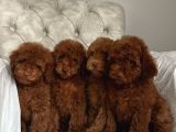 Red Brown Aşili Poodle Yavrularimiz