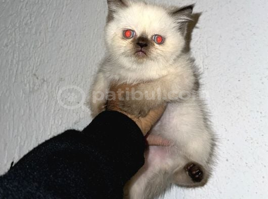 A Kali̇te Yavrular Yeni̇ Ai̇lesi̇ni̇ Ariyor görsel