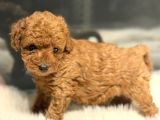 Toy Poodle Yavrularımız Hazır