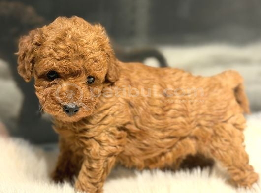 Toy Poodle Yavrularımız Hazır görsel