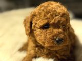 Toy Poodle Yavrularımız Hazır