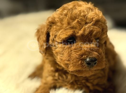 Toy Poodle Yavrularımız Hazır görsel