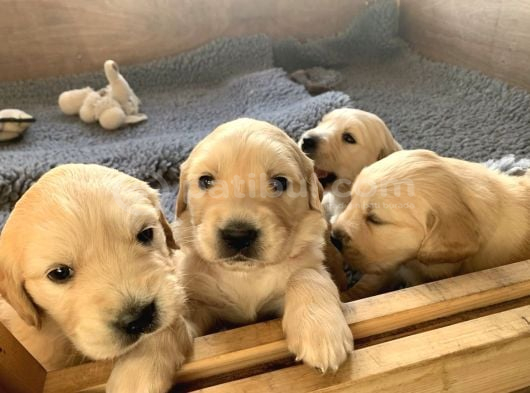 Baby Face Dişi Erkek Golden Yavrularımız görsel