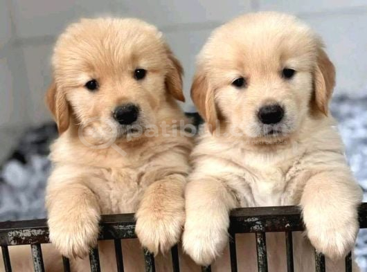 Baby Face Dişi Erkek Golden Yavrularımız görsel