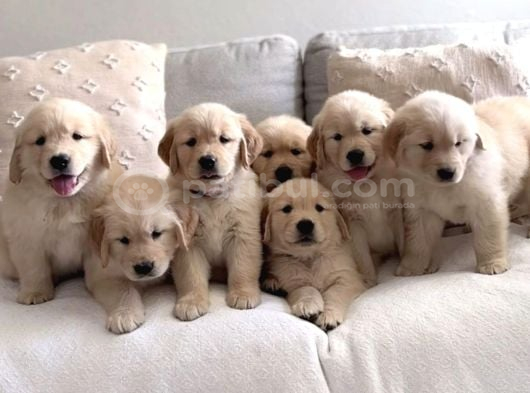 Baby Face Dişi Erkek Golden Yavrularımız görsel