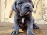 Safkan Italyan Blue Cane Corso Yavrularımız