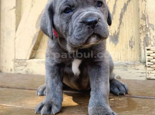Safkan Italyan Blue Cane Corso Yavrularımız görsel