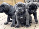 Safkan Italyan Blue Cane Corso Yavrularımız