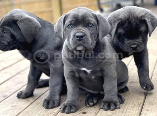 Safkan italyan blue cane corso yavrularımız